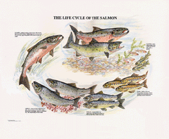 The life cycle of the salmon